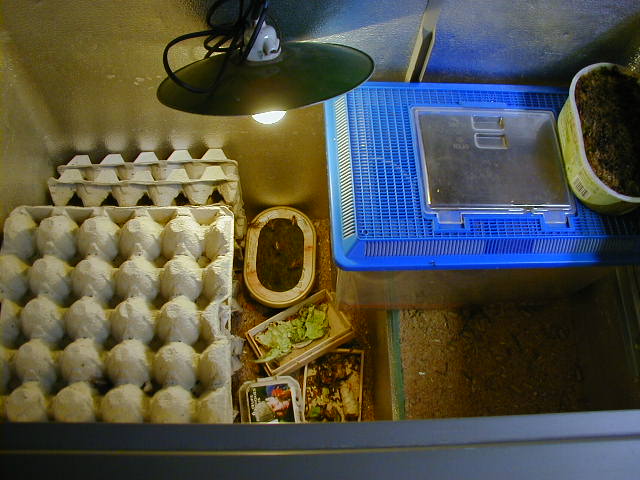 photo terrarium à grillon