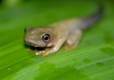 Jeune d'Agalychnis callidryas