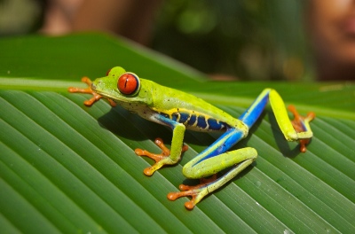 Agalychnis callidryas 1