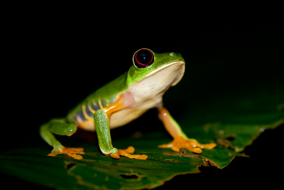 Agalychnis callidryas 2