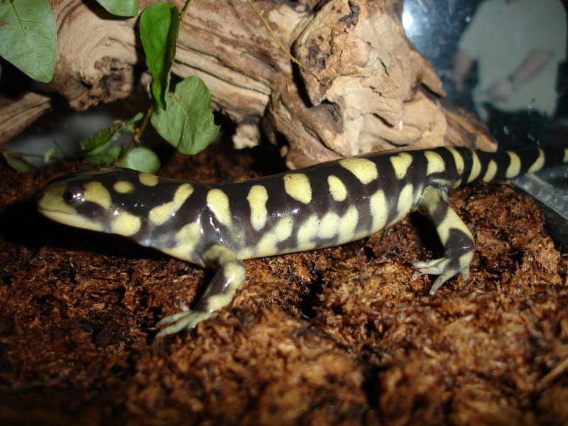 Ambystoma tigrinum - Domenico Kumme 1