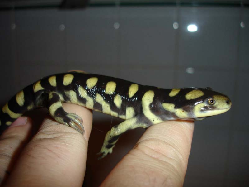 Ambystoma tigrinum - Domenico Kumme 2