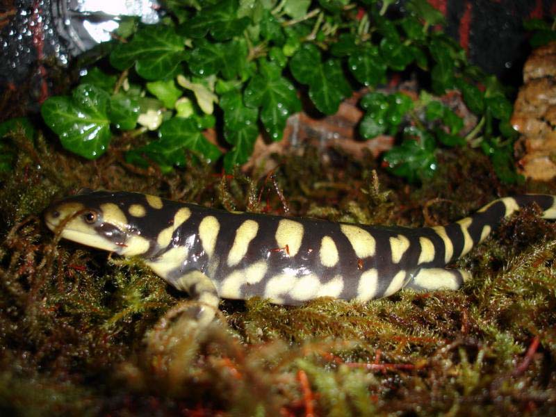 Ambystoma tigrinum - Domenico Kumme 3