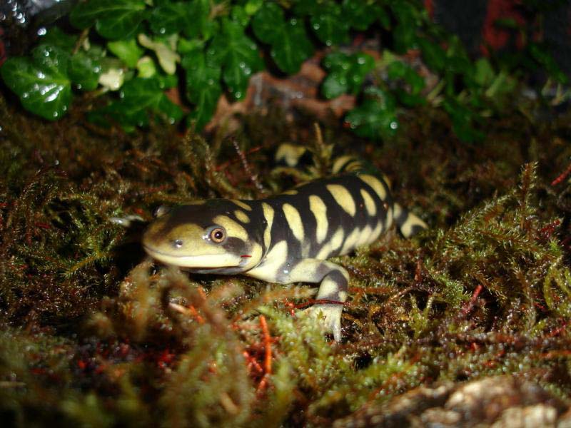 Ambystoma tigrinum - Domenico Kumme 5