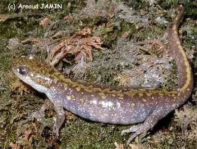 Ambystoma macrodactylum 1