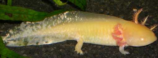 axolotl dor