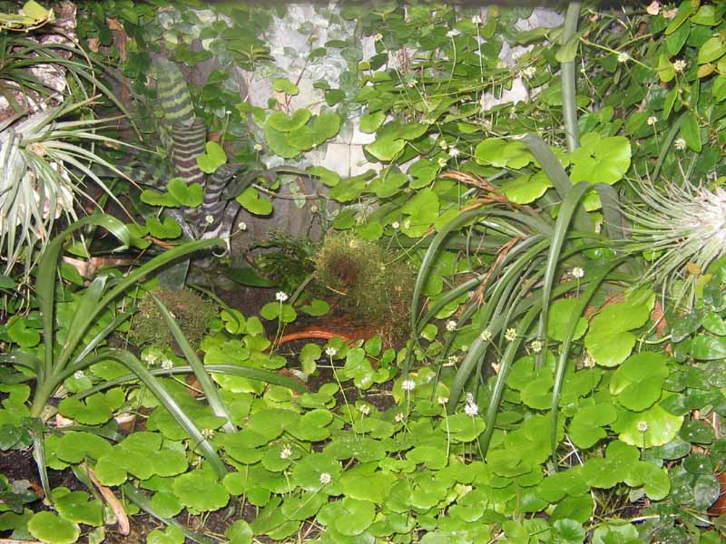 cardamine_lyrata5_invasion terrarium avril_2006