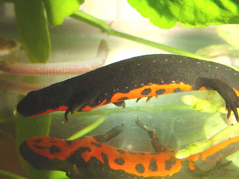 cynops_orientalis1