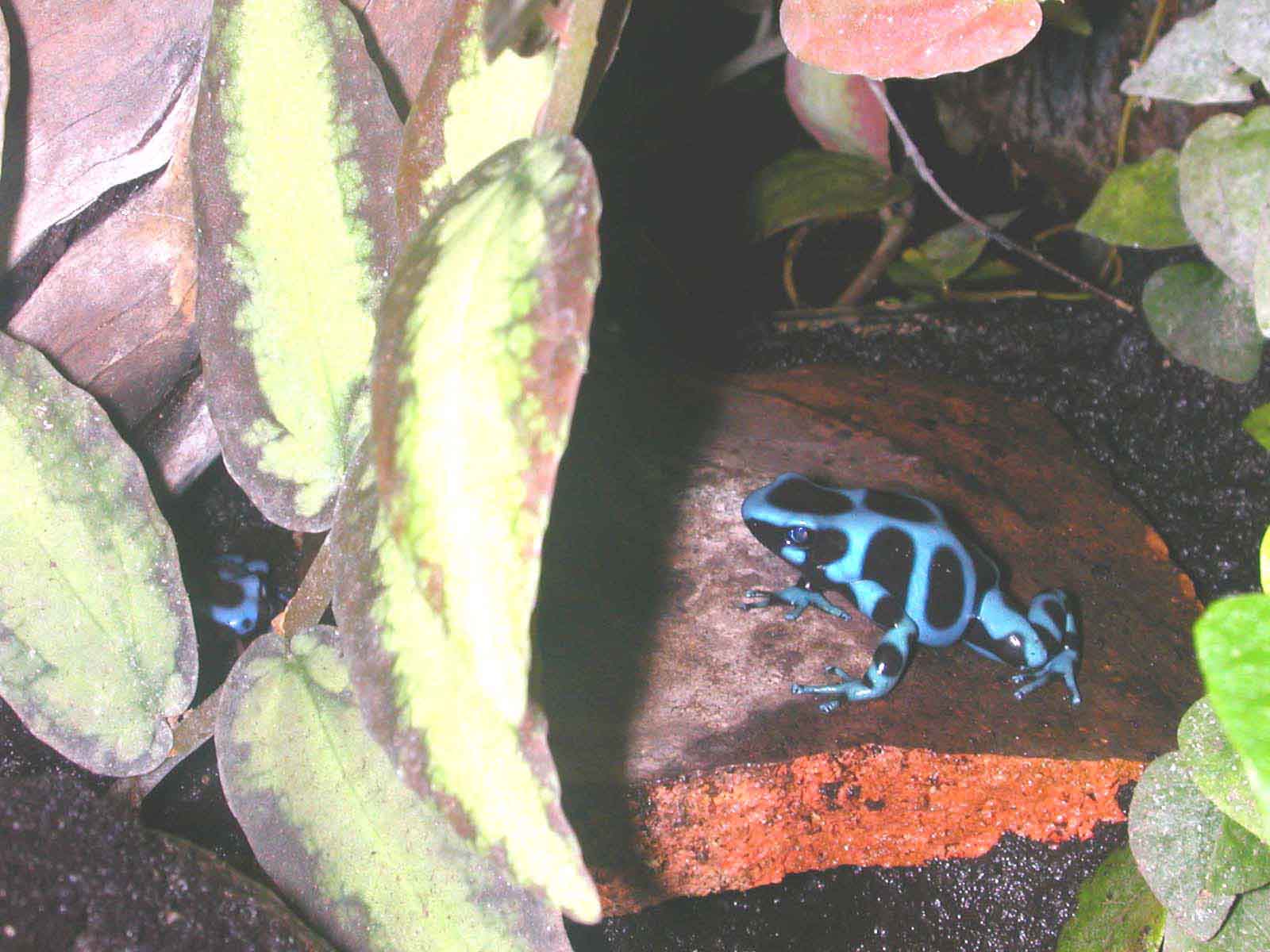 dendrobate_auratus_bleu