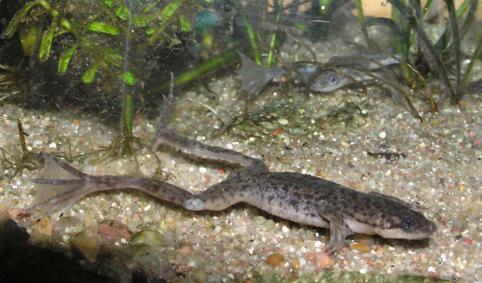 Hymenochirus boettgeri - Wikipedia