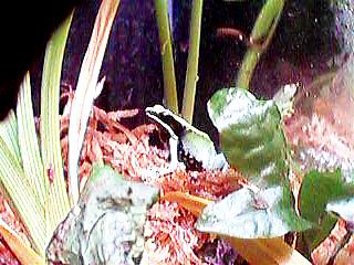 mantella_viridis1