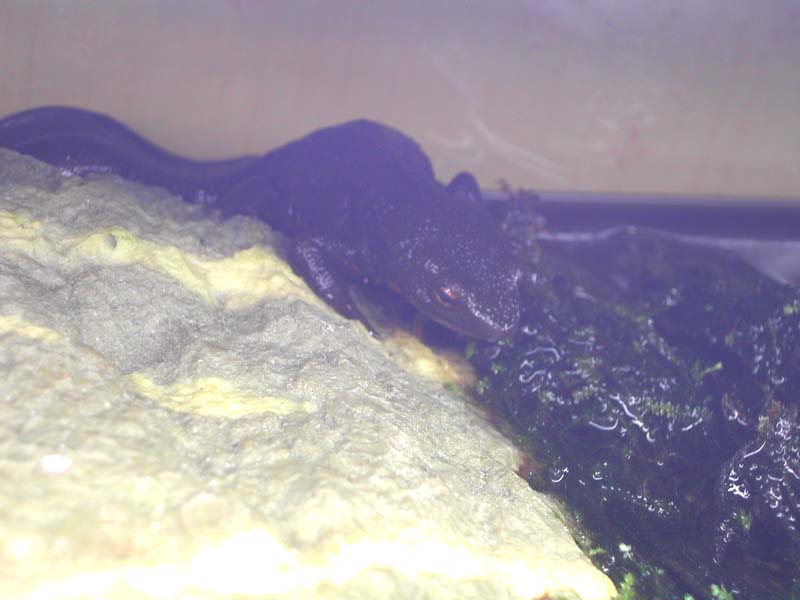 paramesotriton_hongkongensis-xavier2