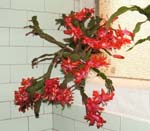 Schlumbergera buckleyi