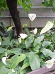 Spathiphyllum