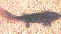 ambystoma_t_juvenile