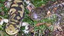 ambystoma_tigrinum - devienne4 - mavortium-melanostictum