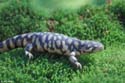 ambystoma_tigrinum