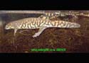 ambystoma_tigrinum3