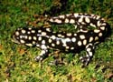 ambystoma_tigrinum4