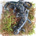 ambystoma_tigrinum_jeunes