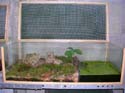 ambystoma_tigrinum_terrarium_axolotlman