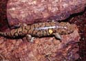 ambystoma_tigrinum_tigrinum