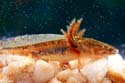 ambystoma_tigrinum_tigrinum_larve