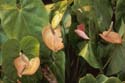 Anthurium andreanum