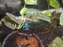auratus_bleu1
