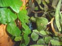 auratus_bleu2