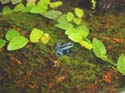 auratus_bleu4