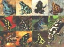 auratus_morphes