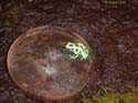 auratus_verte1