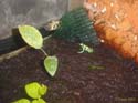 auratus_verte2