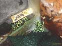 auratus_verte3
