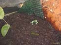 auratus_verte5