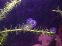 axolotl-oeufs2