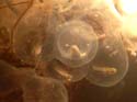 axolotl-oeufs3