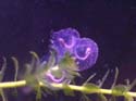 axolotl-oeufs4