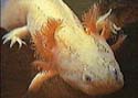 axolotl1