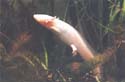 axolotl3