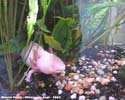axolotl4_cage