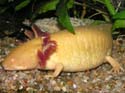 Un axolotl doré