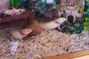 axolotl_bruno_crisci