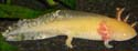 axolotl_dore_devienne