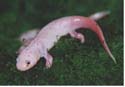 axolotl_terrestre2