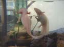 axolotl_vincent_Jung_1