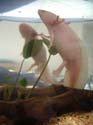 axolotl_vincent_Jung_2