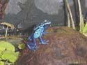azureus1
