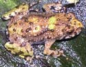 bombina_orientalis_jeune_devienne